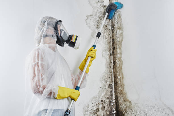 Best Certified Mold Removal  in Hillsboro, ND