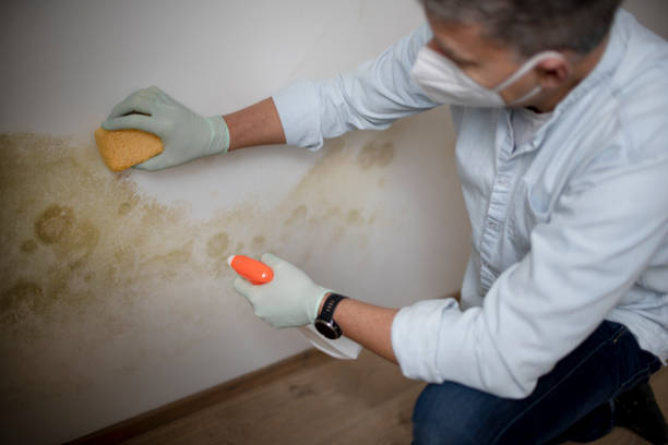 Best Mold Removal Company Near Me  in Hillsboro, ND