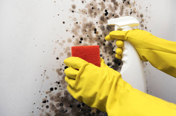 Best Fast Mold Removal  in Hillsboro, ND