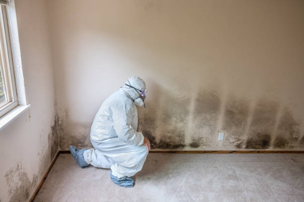 Best Professional Mold Removal  in Hillsboro, ND